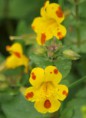 /album/my-local-birding-gallery/touch-me-not-balsam-jpg/